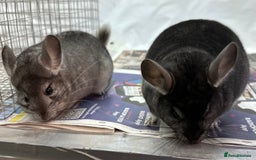 Chinchilla rodents for sale: Billy & Bobby, fabulous standard brothers, v.tame - Advert 12