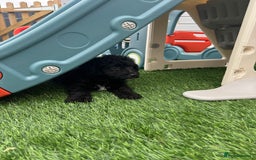 Mixed Breed dogs for sale: Black male puppy jackapoo - Image 5