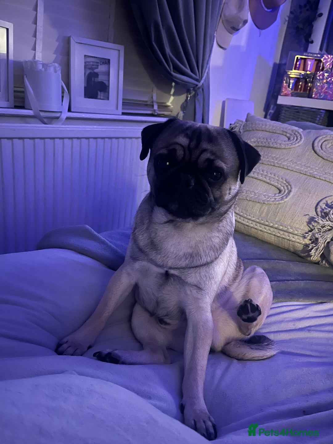 Pug dogs for stud: Peanut - Image 3