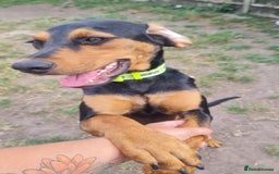 Mixed Breed dogs for adoption: Beautiful Aldo is ready for his forever sofa - Image 1