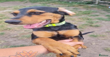 Mixed Breed dogs - Advert 5