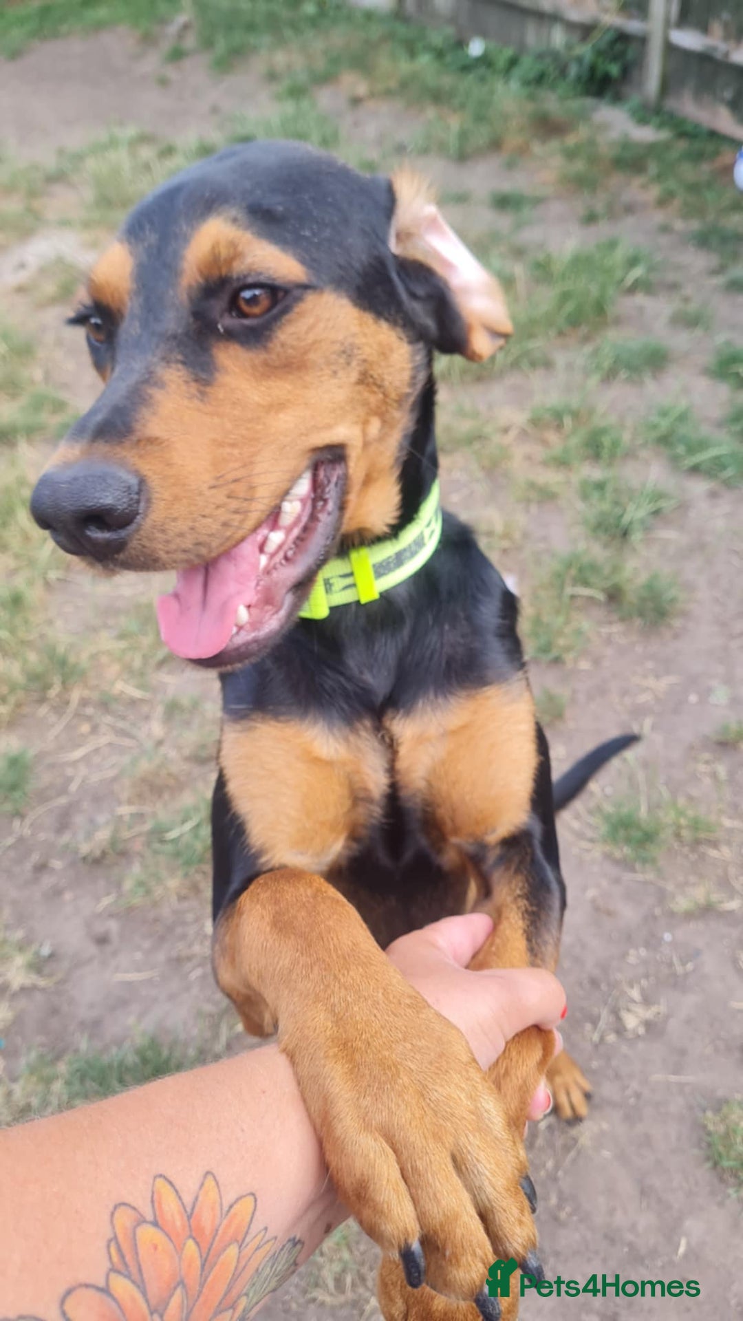 Mixed Breed dogs for adoption: Beautiful Aldo is ready for his forever sofa - Image 1
