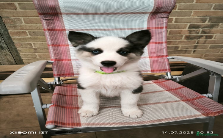 Siberian Husky dogs in Slough - Advert 1