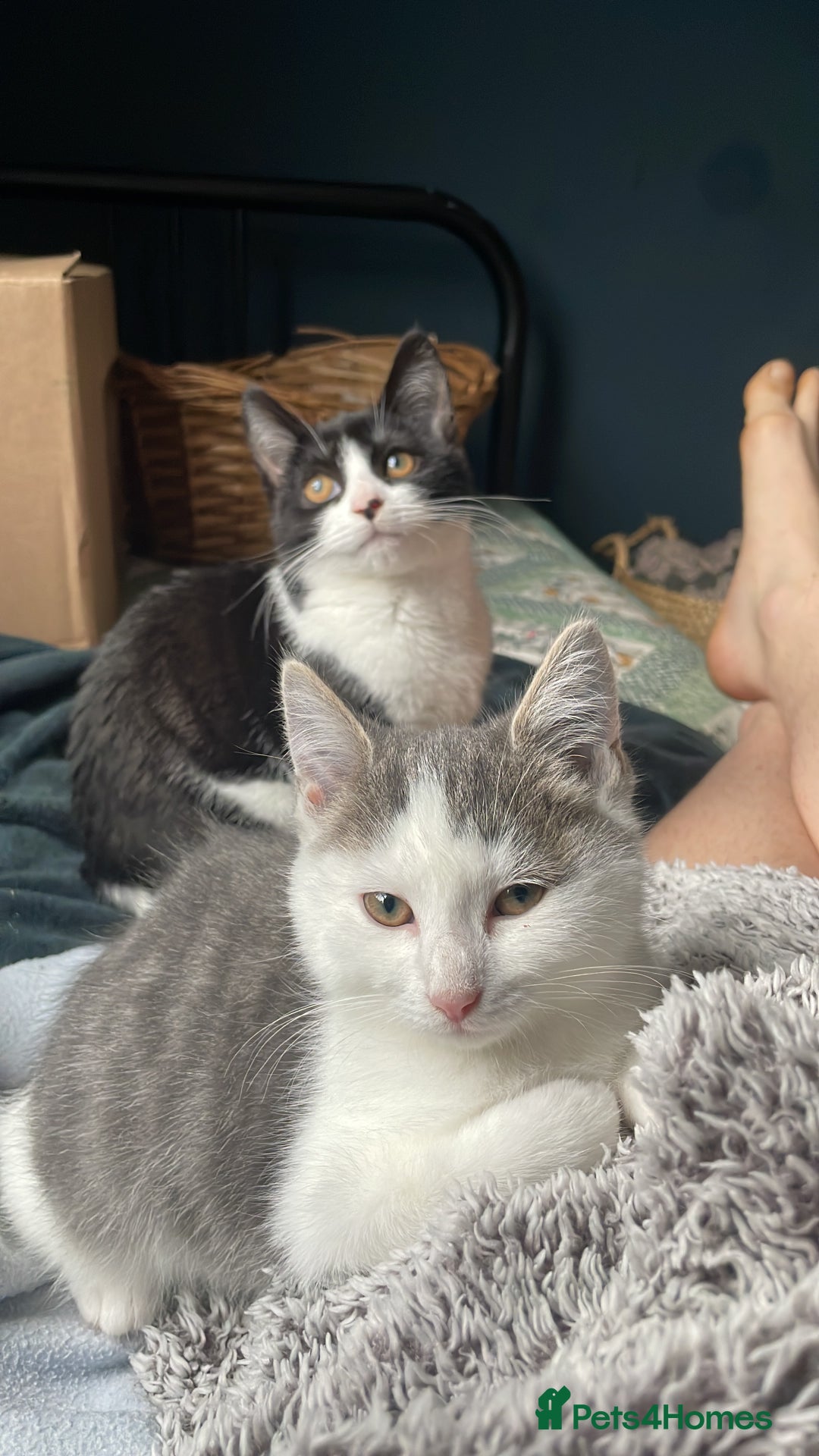 Domestic Shorthair cats for adoption: Cleo & Sage, 4 month old kitten pair  - Advert 2