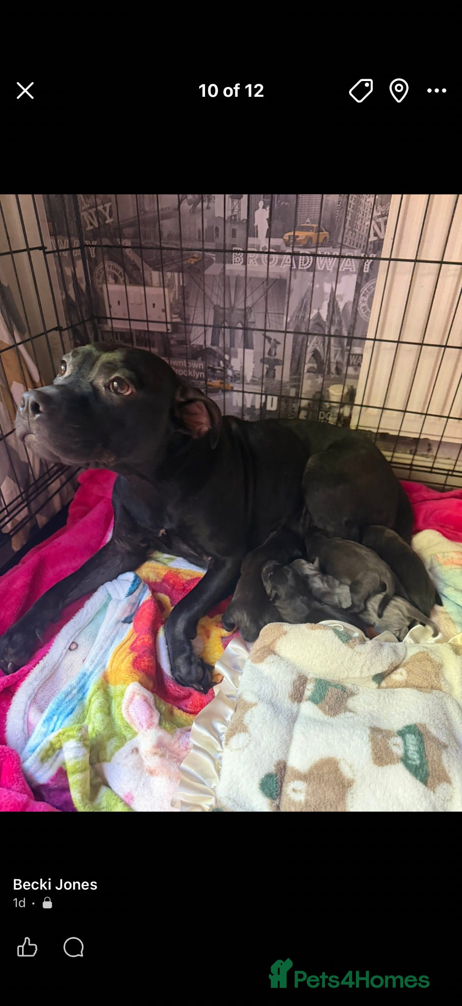 Staffordshire Bull Terrier dogs Staffordshire bull terrier puppies  - Advert 1
