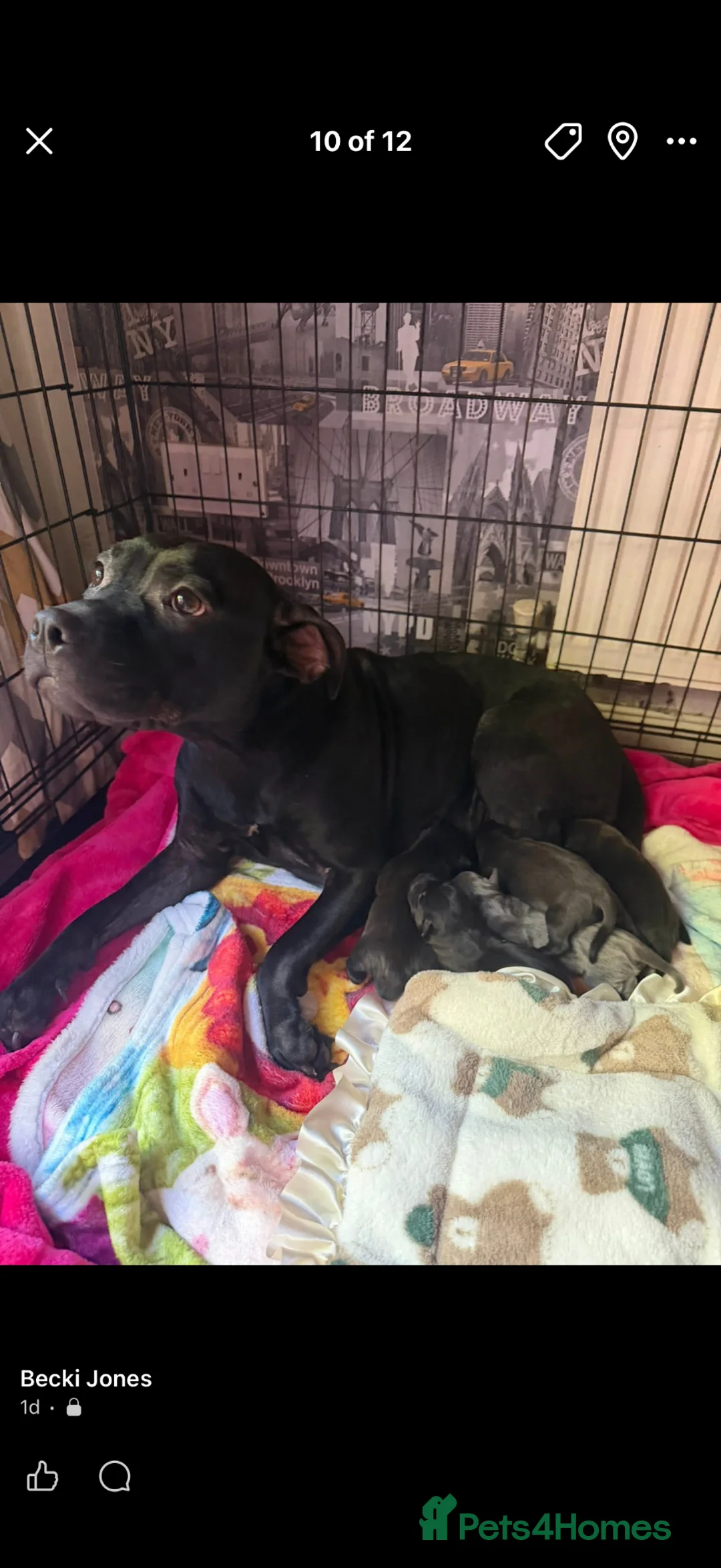 Staffordshire Bull Terrier dogs for sale: Staffordshire bull terrier puppies  - Advert 1