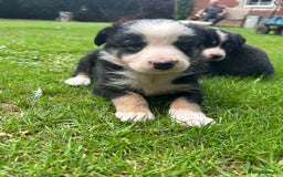 Border Collie dogs for sale: Border Collie - Image 3