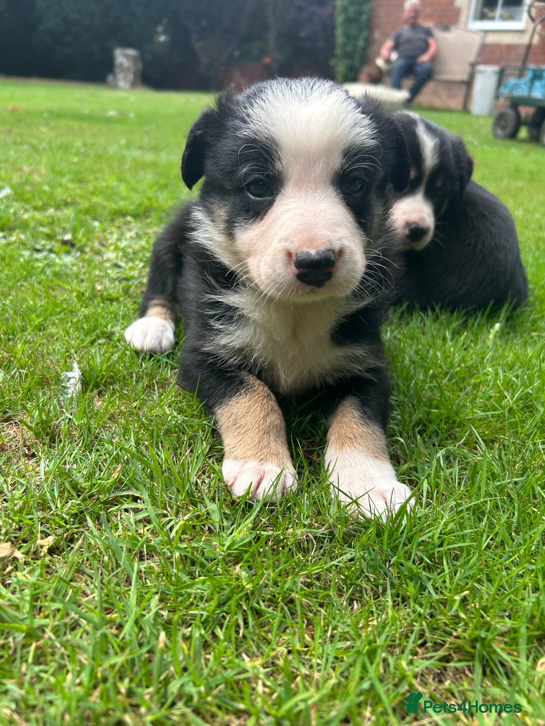 Border Collie dogs for sale: Border Collie - Image 3