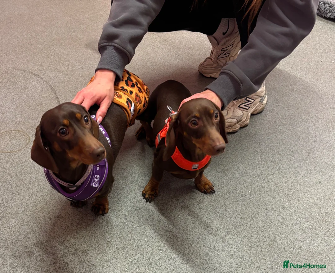 Miniature Dachshund dogs for sale: Choc and tan, mini dachshund puppies  in Eye - Advert 14