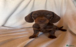 Miniature Dachshund dogs for sale:  Miniature dachshund *1 left  - Image 12