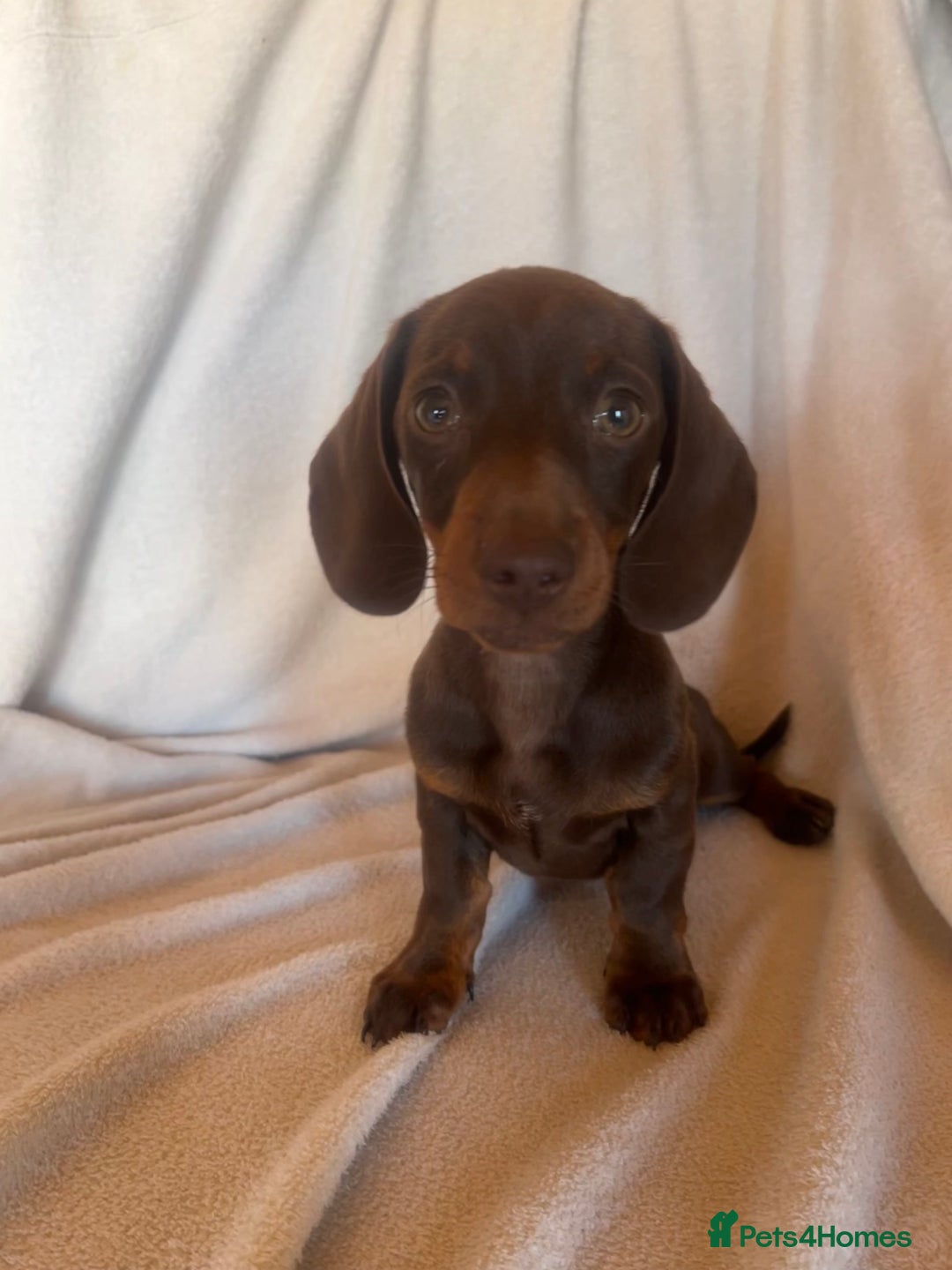 Miniature Dachshund dogs for sale:  Miniature dachshund *1 left  - Image 12