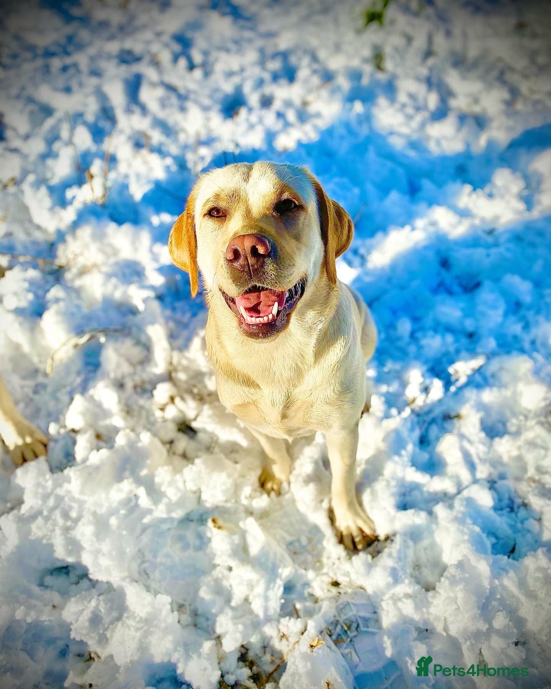 Labrador Retriever dogs for sale: Labrador puppies  - Advert 3