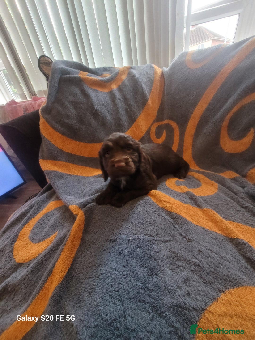 Sprocker dogs for sale: Sprocker pups  - Advert 8