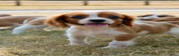 Cavalier King Charles Spaniel dogs for sale: ⭐️Cavalier King Charles puppies⭐️ - Advert 12