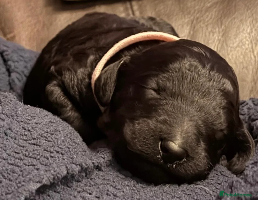 Standard Poodle dogs for sale: Reduced price£1800 Wonderful standard poodle pup’s - Advert 13