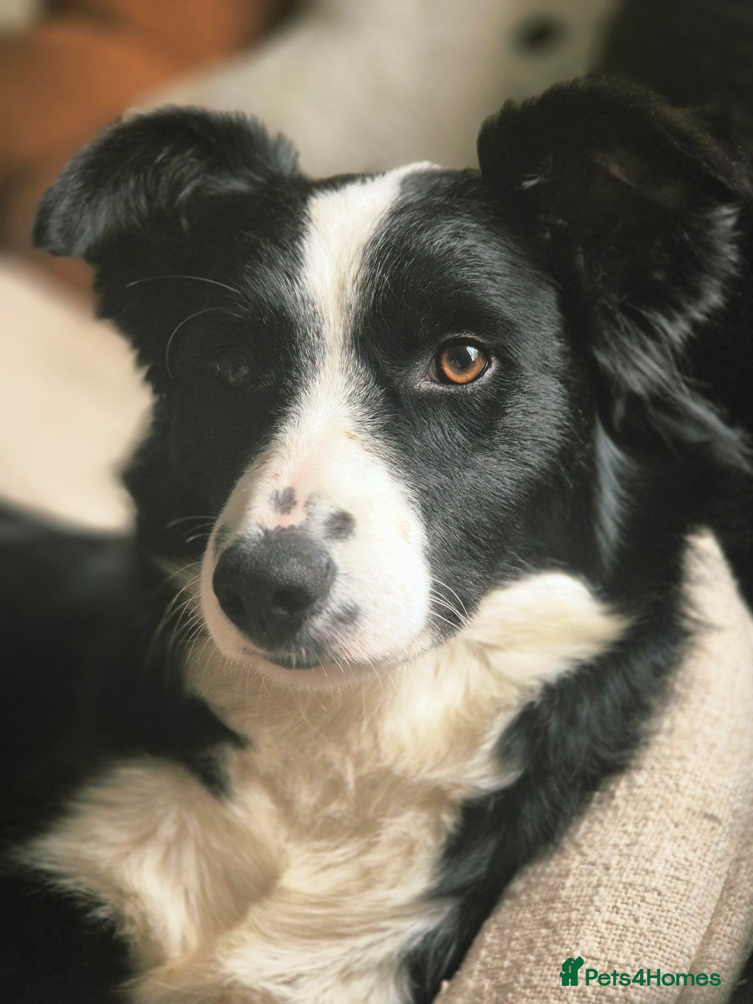 Border Collie dogs for sale: Border collie girl pup - Advert 4
