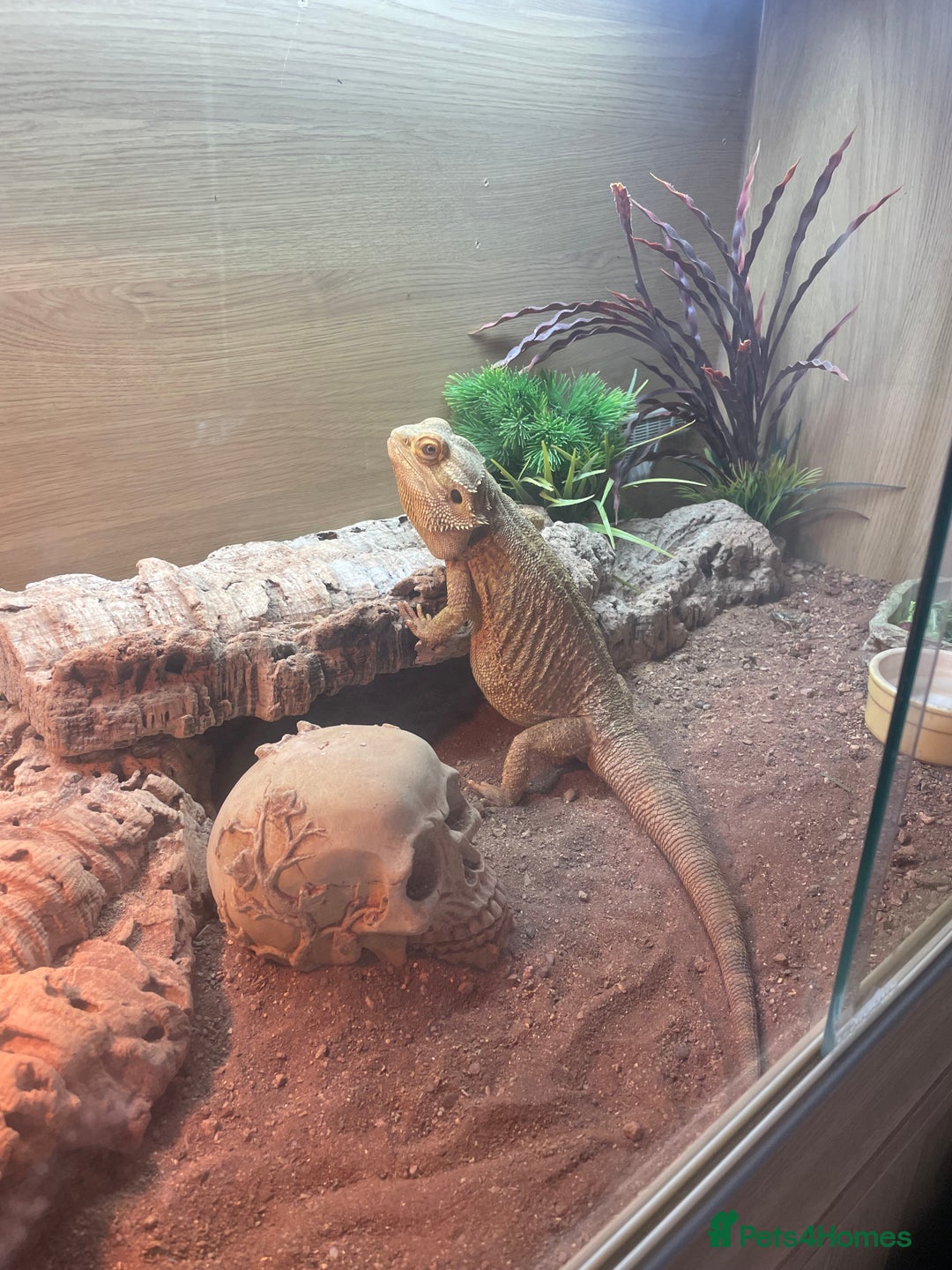 Bearded Dragon reptiles for sale: Male bearded dragon  - Advert 3