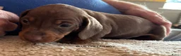 Miniature Dachshund dogs for sale: Adorable litter of Miniature Dachshund Puppies - Advert 20