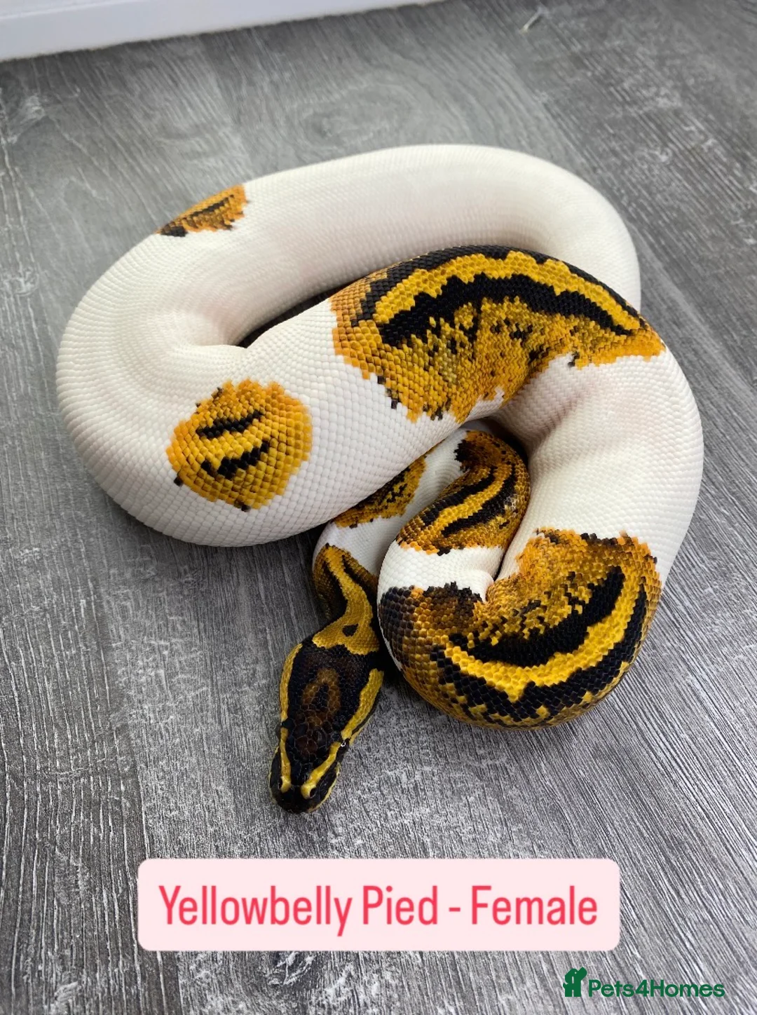 Python Snake reptiles for sale: Female Combo Pied Ball Pythons - Ready Now  - Advert 1