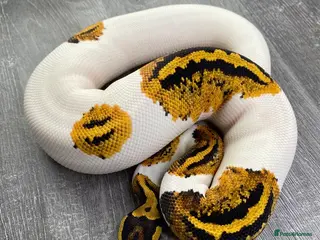 Python Snake reptiles Female Combo Pied Ball Pythons - Ready Now - Advert 1