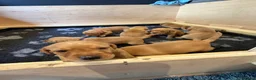 Labrador Retriever dogs for sale: KC Registered Fox Red Labrador Puppies in Honiton - Advert 6