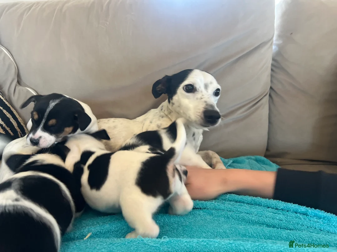Jack Russell dogs for sale: Minature short legged Jack russell - Advert 2