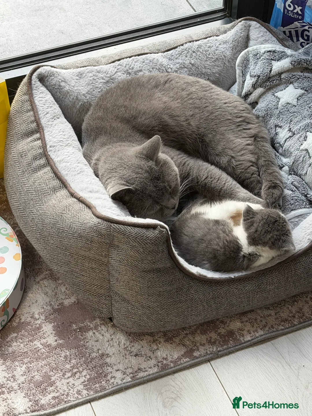 British Shorthair cats for sale: Beautiful Bicolour British Shorthair - Advert 2