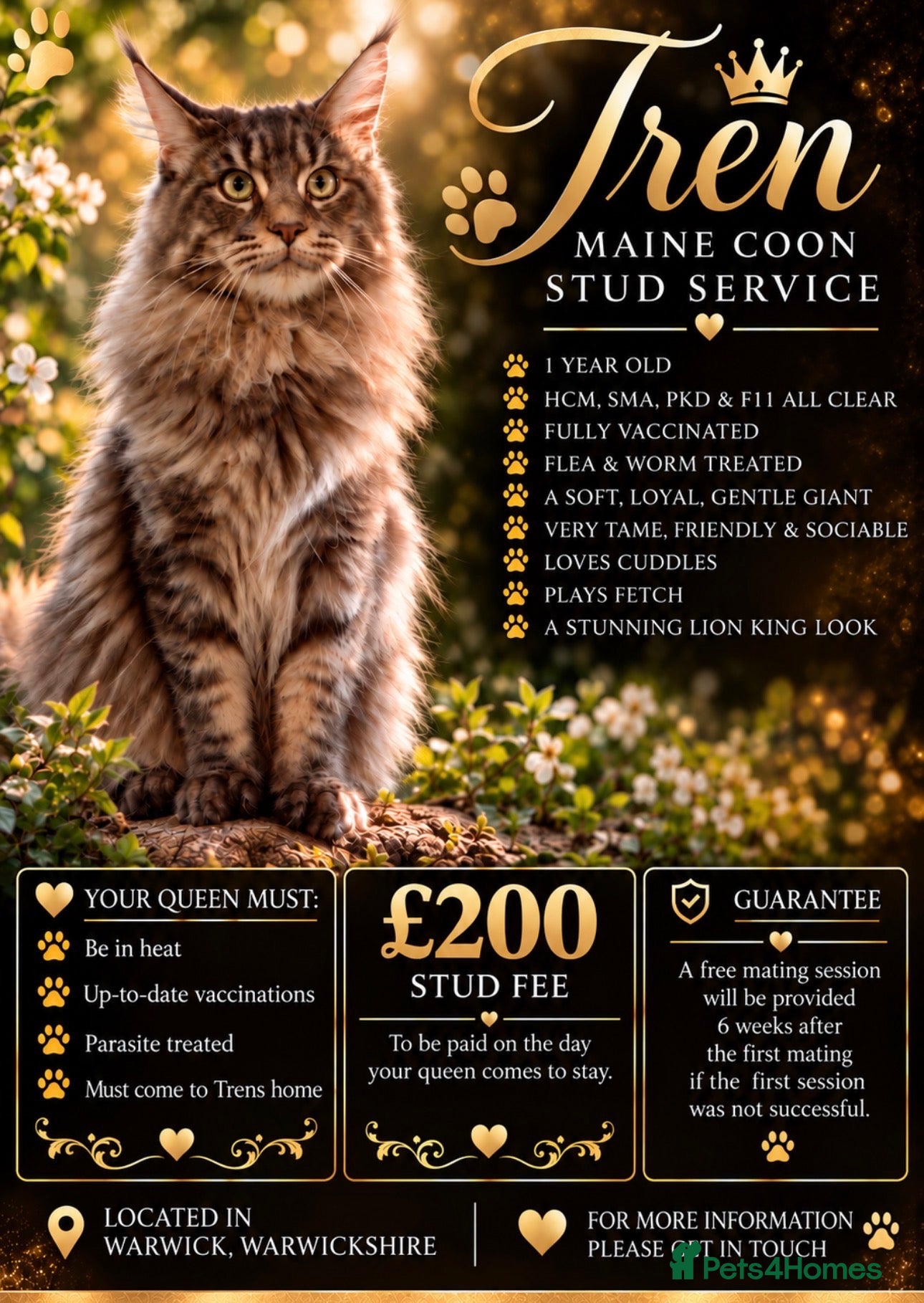 Maine Coon cats PURE MAINE COON AVAILABLE FOR STUD  - Advert 1