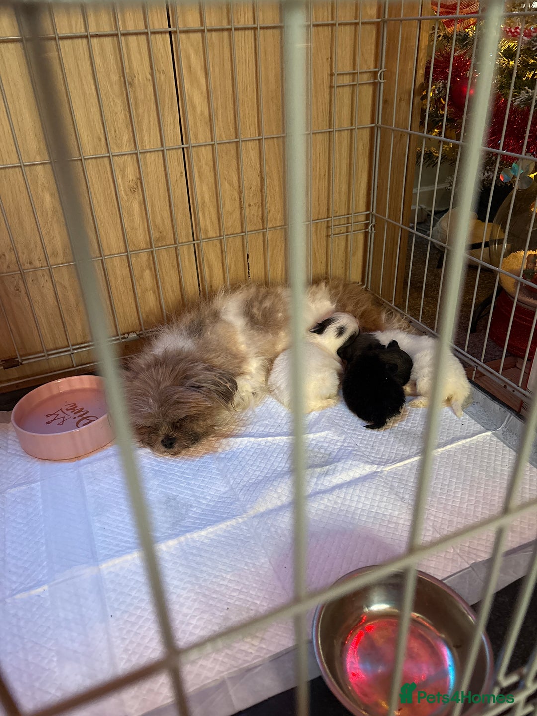 Mixed Breed dogs for sale: Shihtzu puppy’s  - Advert 12