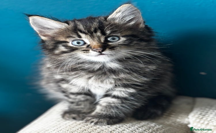 Mixed Breed cats - Advert 7