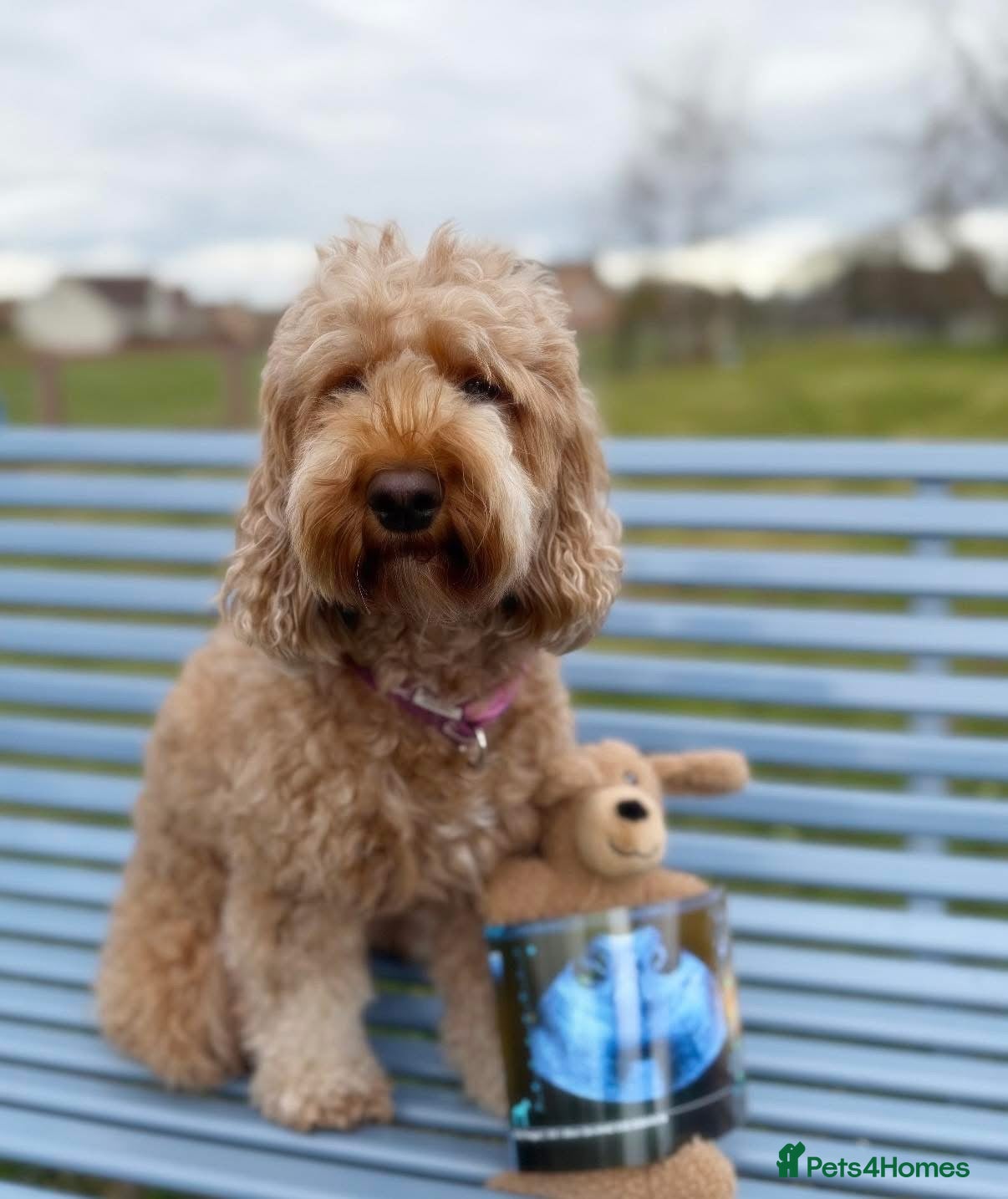 Cockapoo dogs FB1 apricot cockapoos  - Advert 1