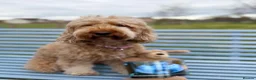 Cockapoo dogs for sale: FB1 apricot cockapoos  in Golspie - Advert 1