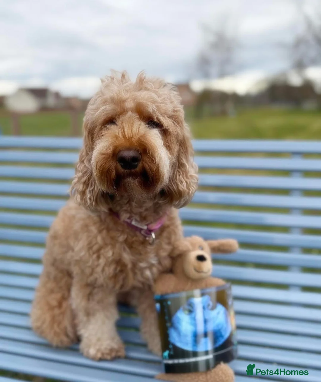 Cockapoo dogs for sale: FB1 apricot cockapoos  in Golspie - Advert 1