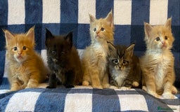 Maine Coon cats for sale: Beautiful Maine Coon Kitten - Champion Lines - Image 7