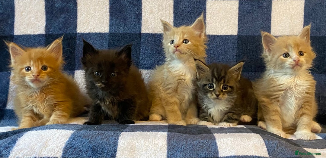 Maine Coon cats for sale: Beautiful Maine Coon Kitten - Champion Lines - Image 7