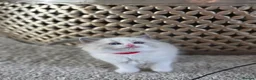 Ragdoll cats for sale: Zamir Ragdoll Family - Advert 26
