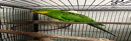 Parrots birds for sale: Superb parrot pair male and female  in Luton - Advert 8