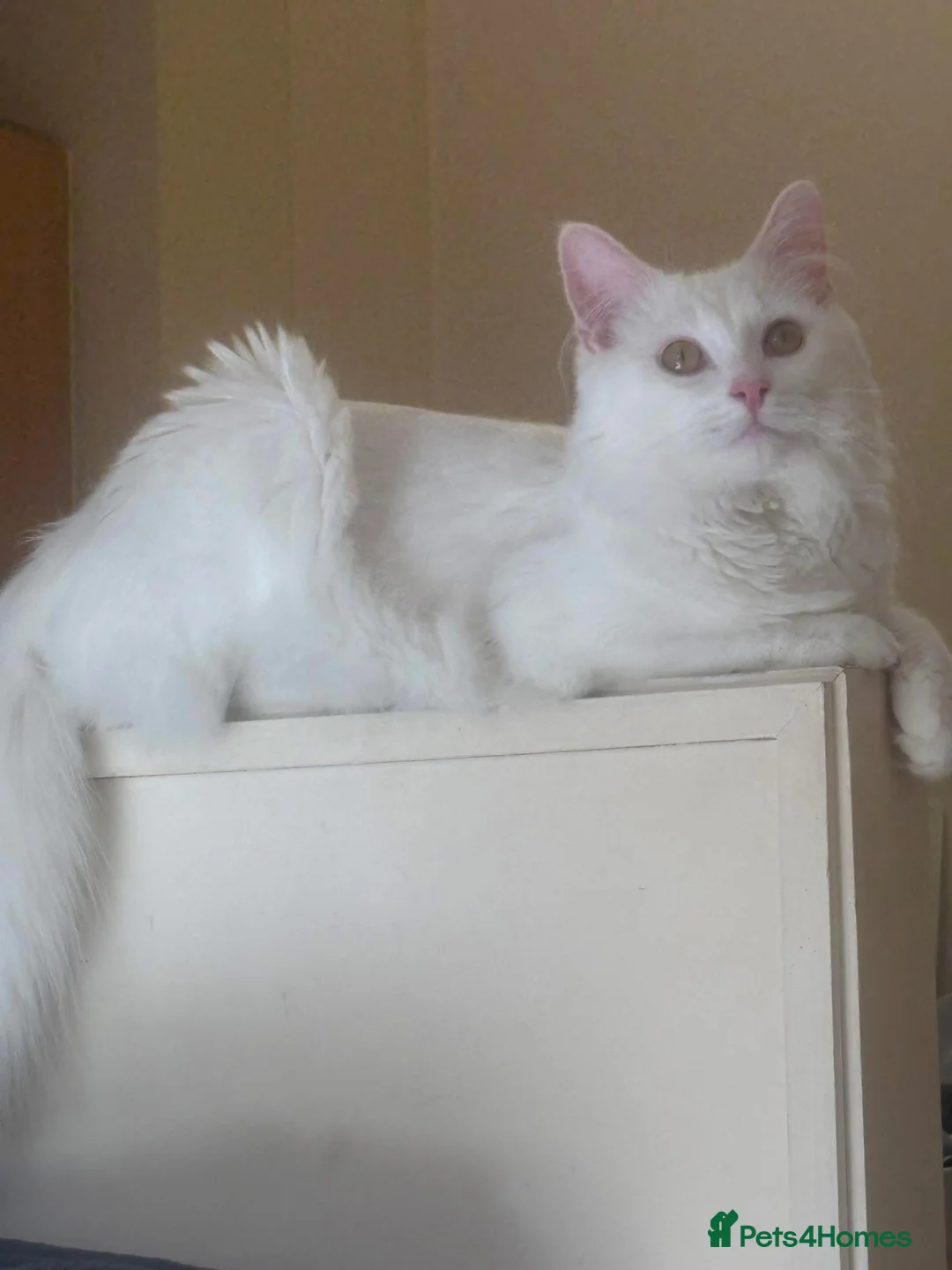 Turkish Angora cats for sale: 10 Month Old Turkish Angora Seeking Loving Home in Macclesfield - Advert 2
