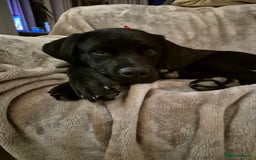 Labrador Retriever dogs for sale: Rehome Beautiful Lab - Image 3