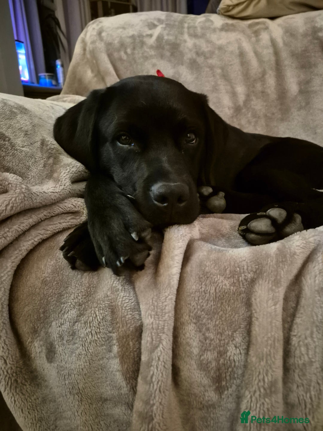 Labrador Retriever dogs for sale: Rehome Beautiful Lab - Image 3