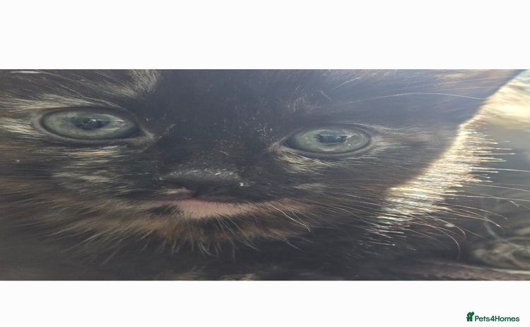 Domestic Shorthair cats - Advert 1