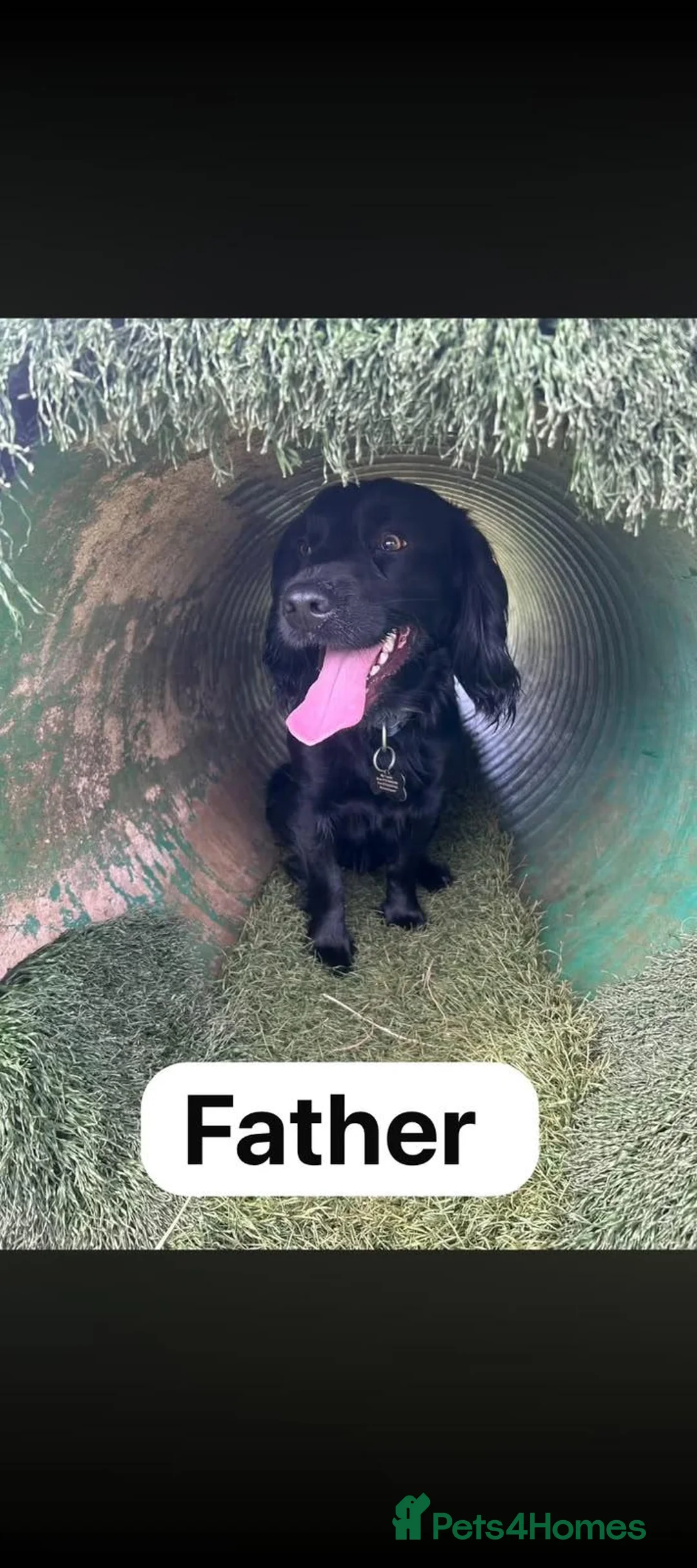 Cocker Spaniel dogs for sale: Exceptional Litter of working cocker spaniels  - Advert 7
