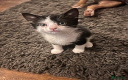 Mixed Breed cats for sale: Kittens for sale  - Image 1
