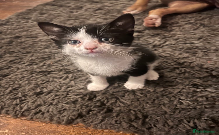 Mixed Breed cats - Advert 4