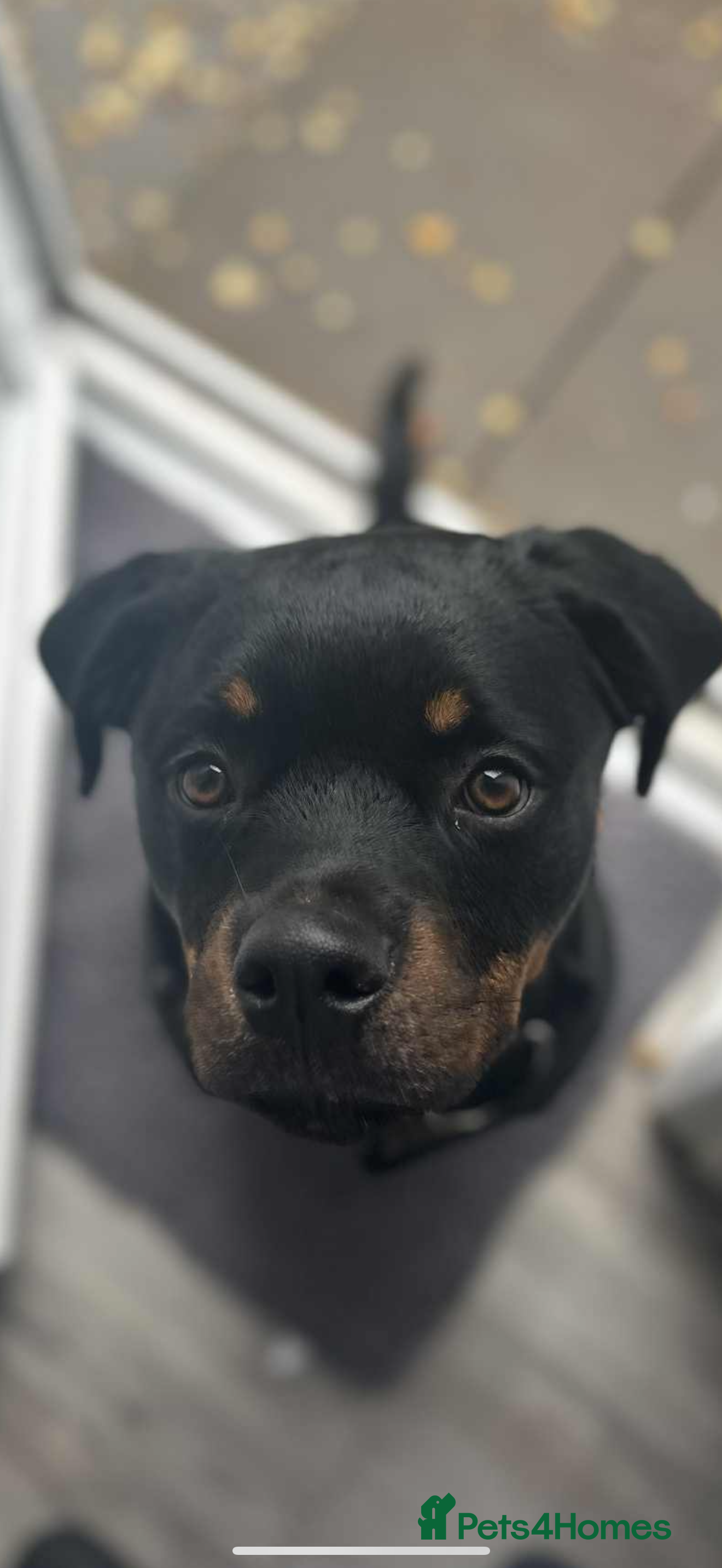 Rottweiler dogs 8 month old rottie  - Advert 1