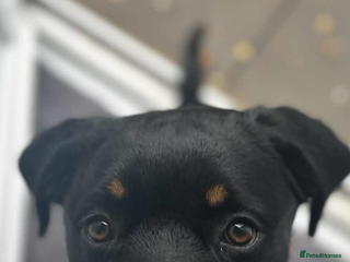 Rottweiler dogs 8 month old rottie - Advert 1