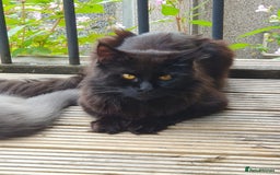 Ragdoll cats for sale: Ragdoll x maincoon - Image 6