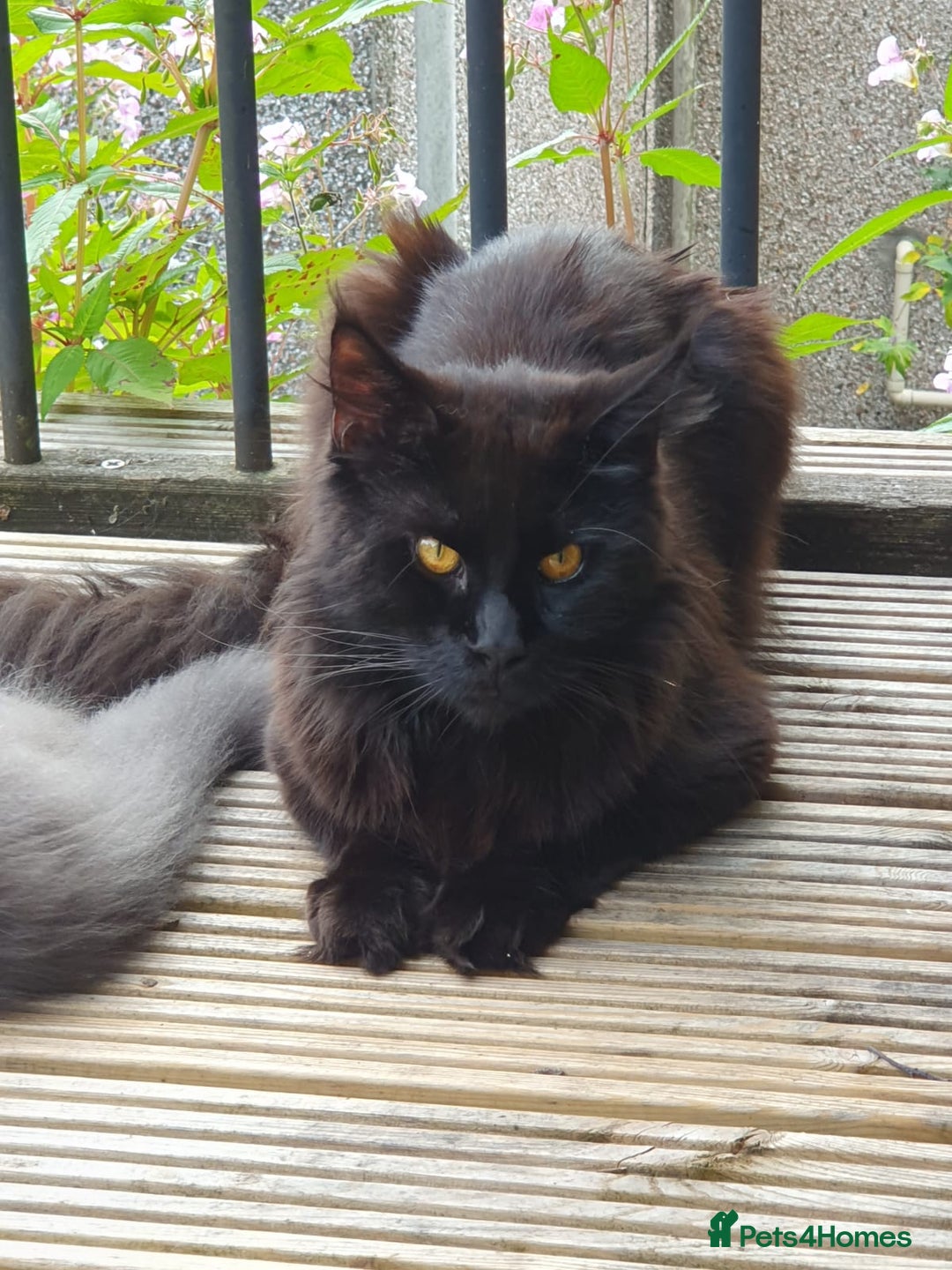 Ragdoll cats for sale: Ragdoll x maincoon - Image 6