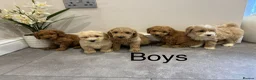 Coton De Tulear dogs for sale: COTON NOODLES puppies ready now  - Advert 5