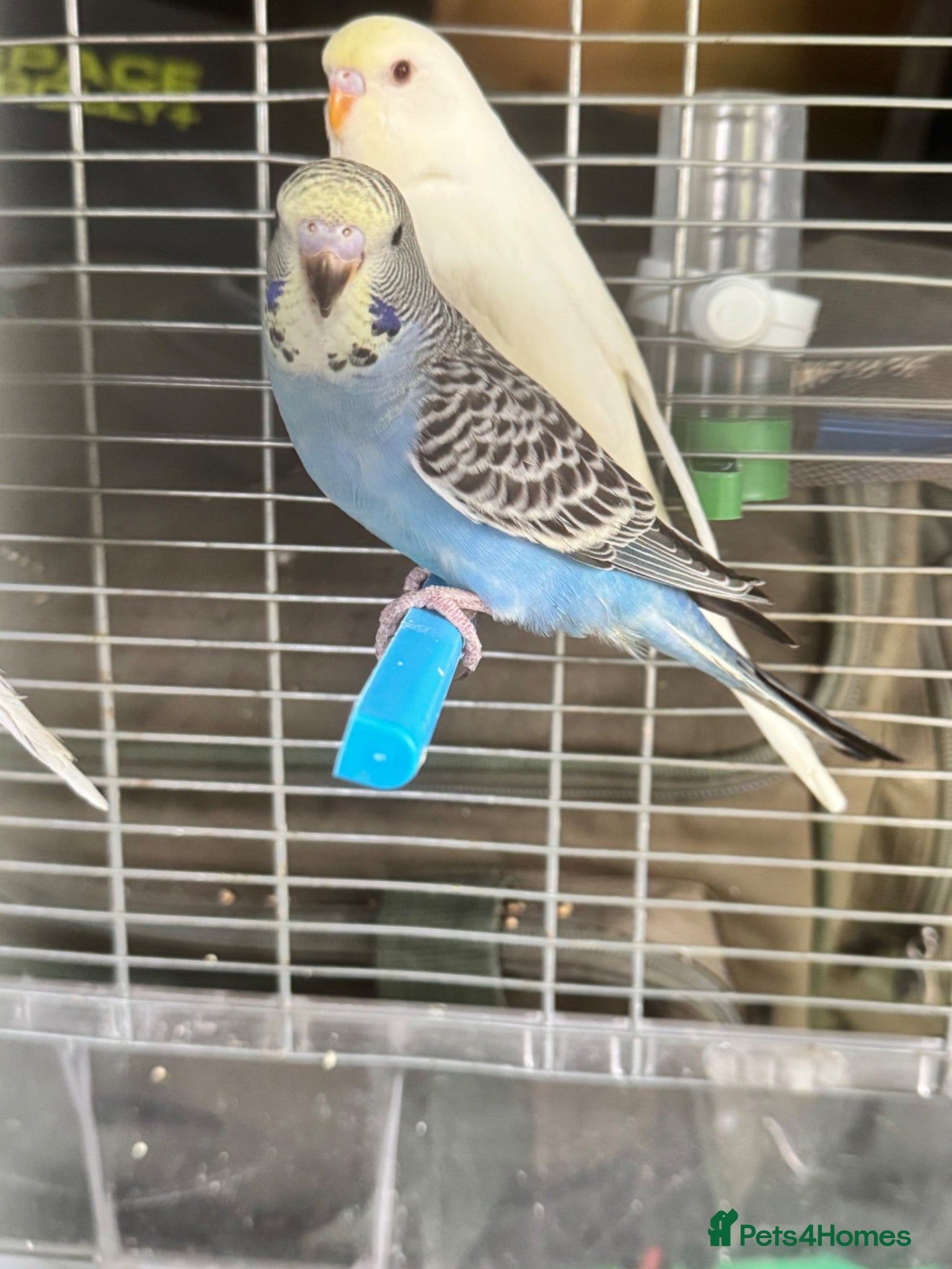 Budgerigars birds Baby budgies for sale  - Advert 1
